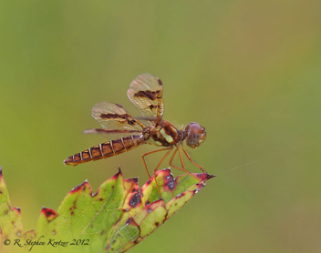 Perithemis tenera, female